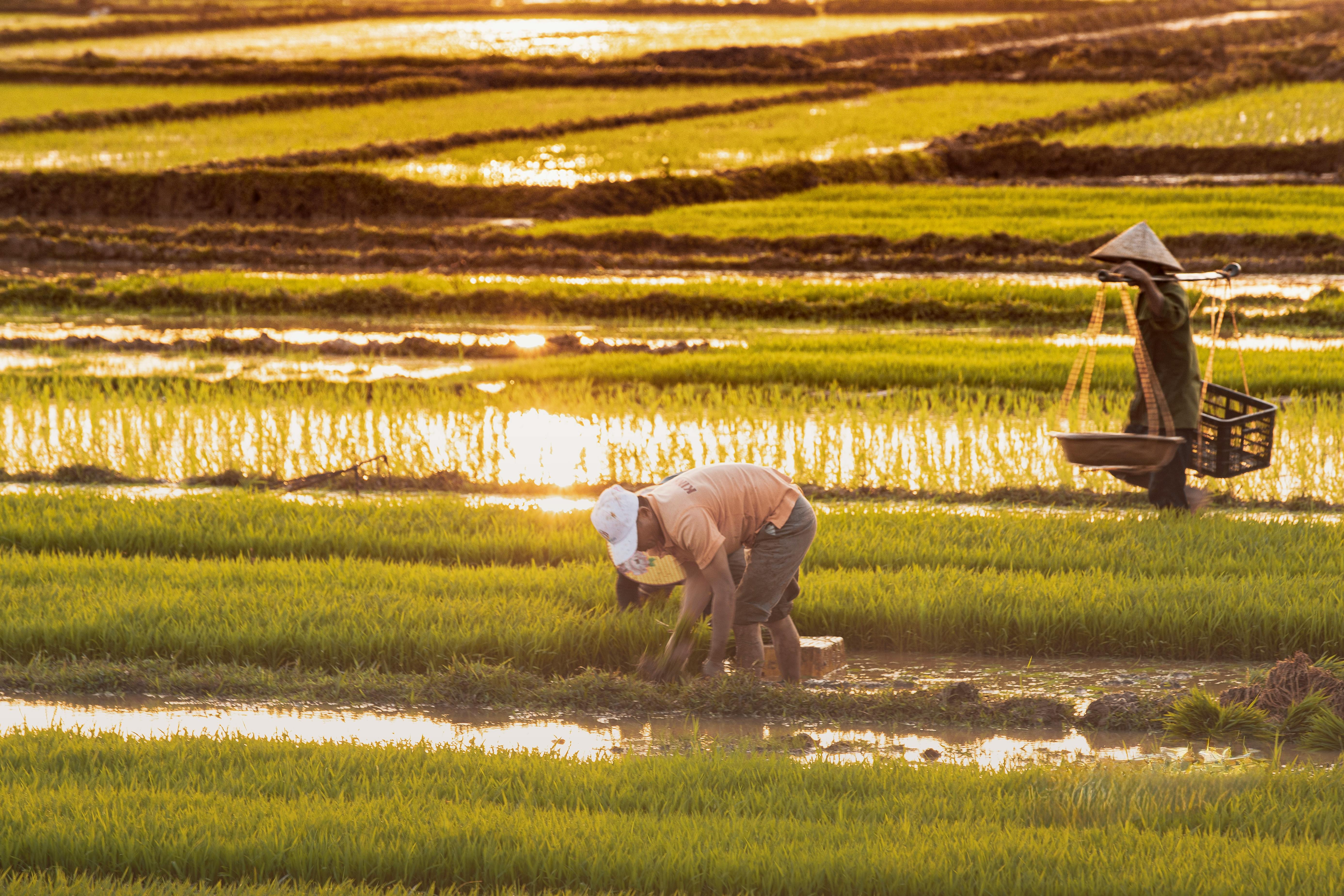 Many farmers utilize life insurance for farm financing — Photo by Tuấn Vũ on Pexels