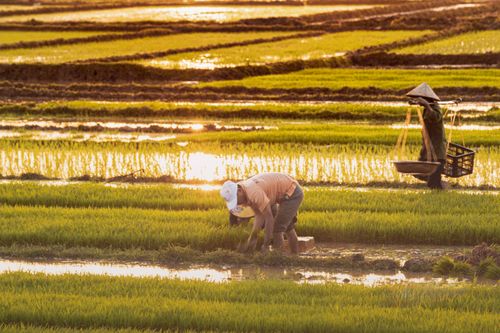 Free Farmers tending rice fields at sunset, displaying traditional agriculture in Southeast Asia. Stock Photo