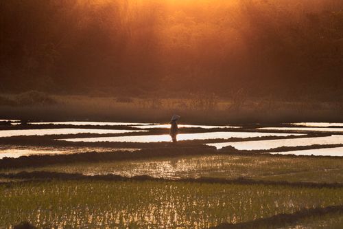 Free A person silhouetted against the sunset in a rice field, creating a tranquil scene. Stock Photo