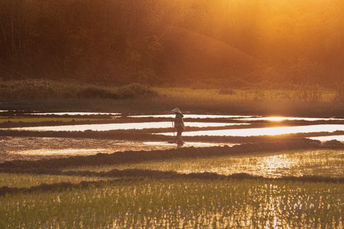 Free A serene sunset view of a farmer in rice fields, depicting rural life and tranquility. Stock Photo