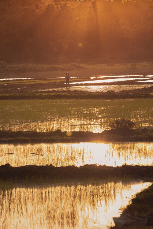 Free A lone farmer walks in reflective, flooded fields at sunset, creating a tranquil scene. Stock Photo
