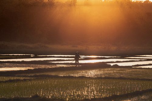 Free A solitary farmer in a rice field bathed in warm sunset light, creating a serene scene. Stock Photo