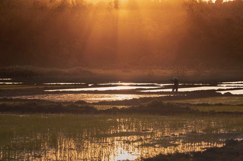 Free Tranquil rice fields at sunset with a lone farmer under golden light. Stock Photo