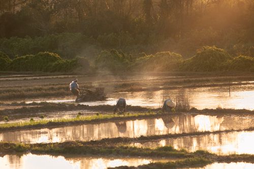 Free Farmers tending to rice fields during sunset, capturing the essence of rural agriculture. Stock Photo