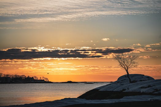 A lone tree on a snowy shore with a vibrant sunset over the ocean.