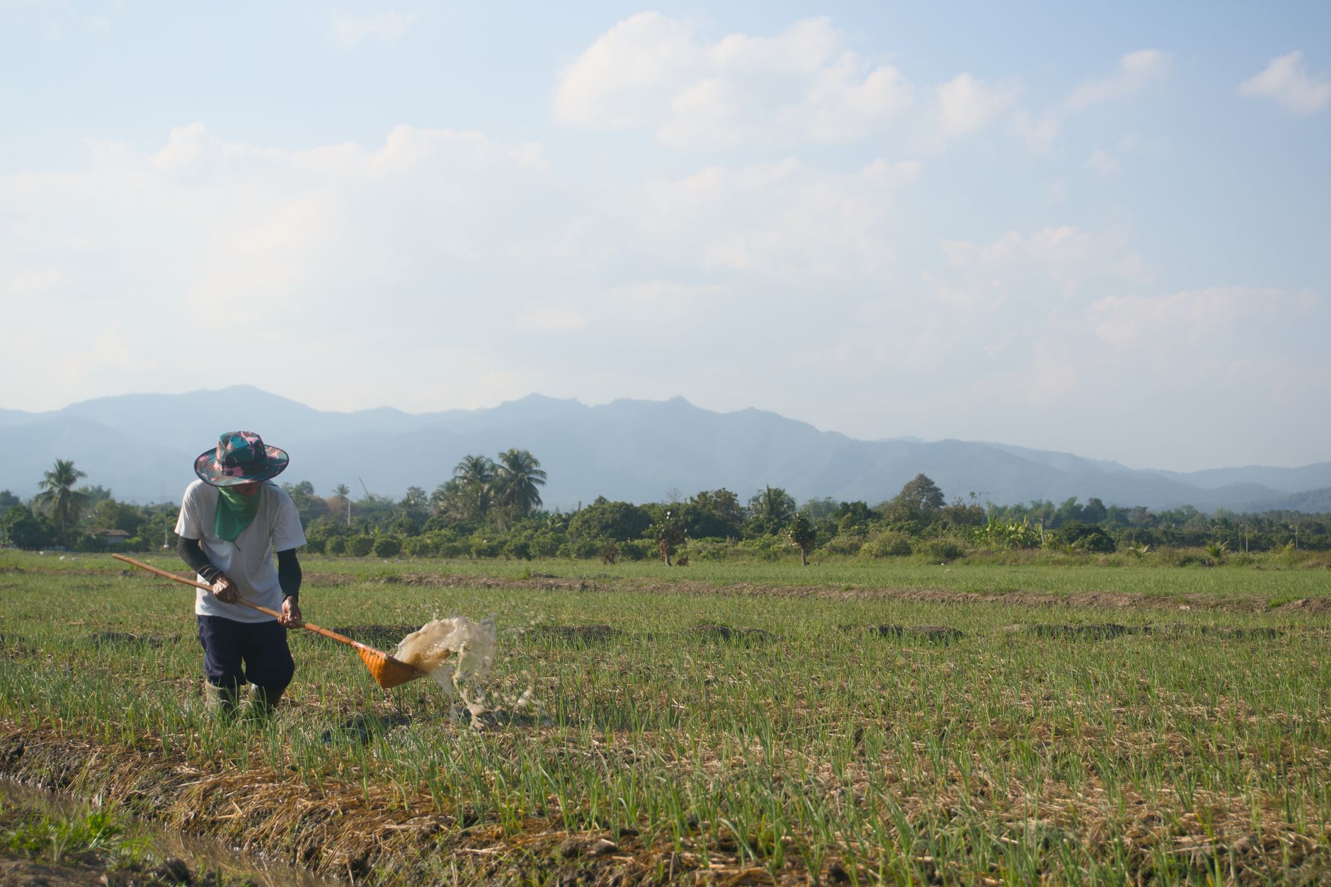 A farmer manually irrigating crops in a rural field in Chiang Mai, Thailand, on a sunny day.