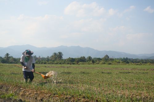 Free A farmer manually irrigating crops in a rural field in Chiang Mai, Thailand, on a sunny day. Stock Photo