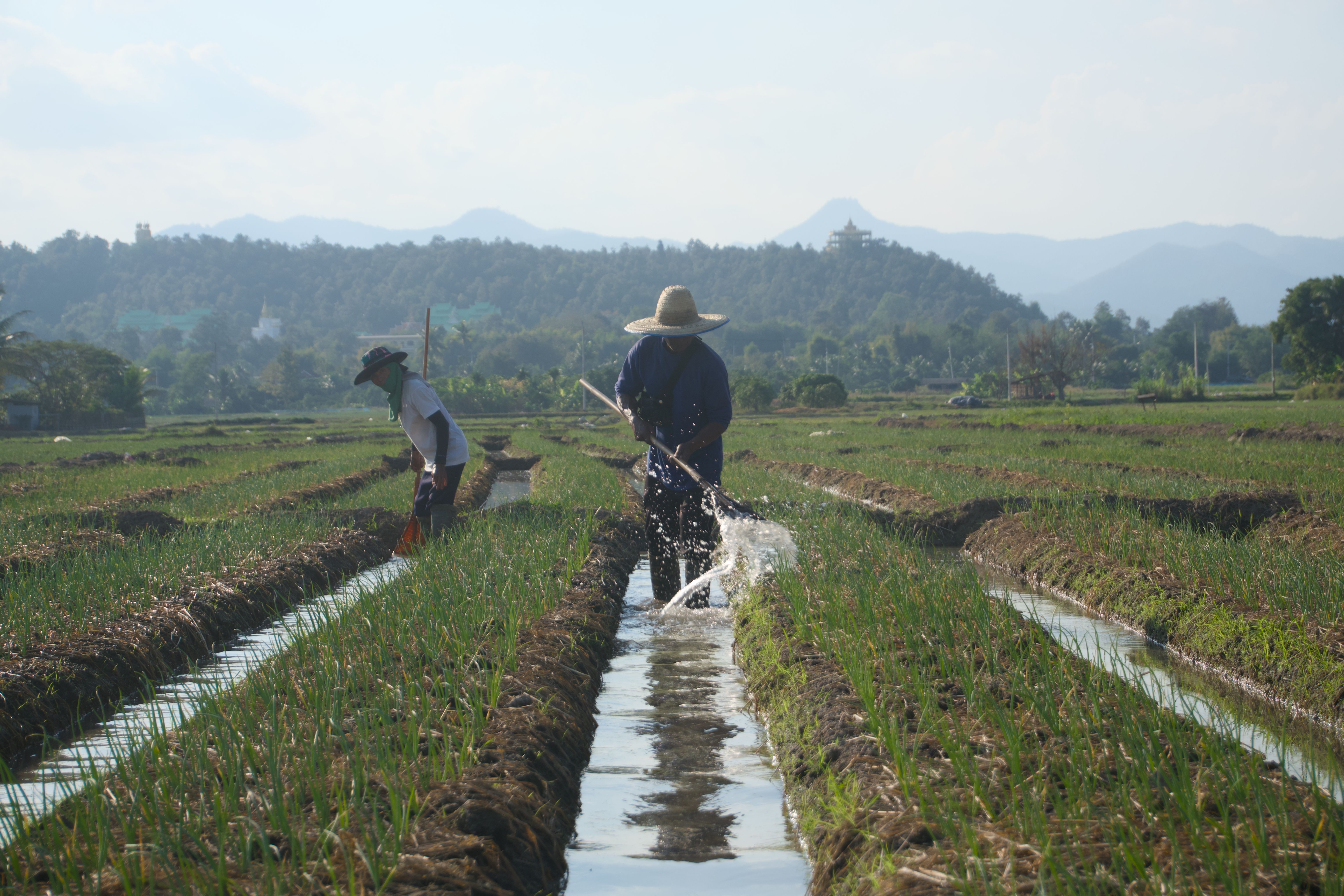 organic farming fields thailand