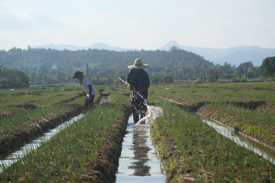 organic farming fields thailand organic farming fields thailand