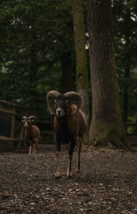 Selektywna Ostrość Fotografii Brązowego Barana