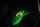 glass frog
