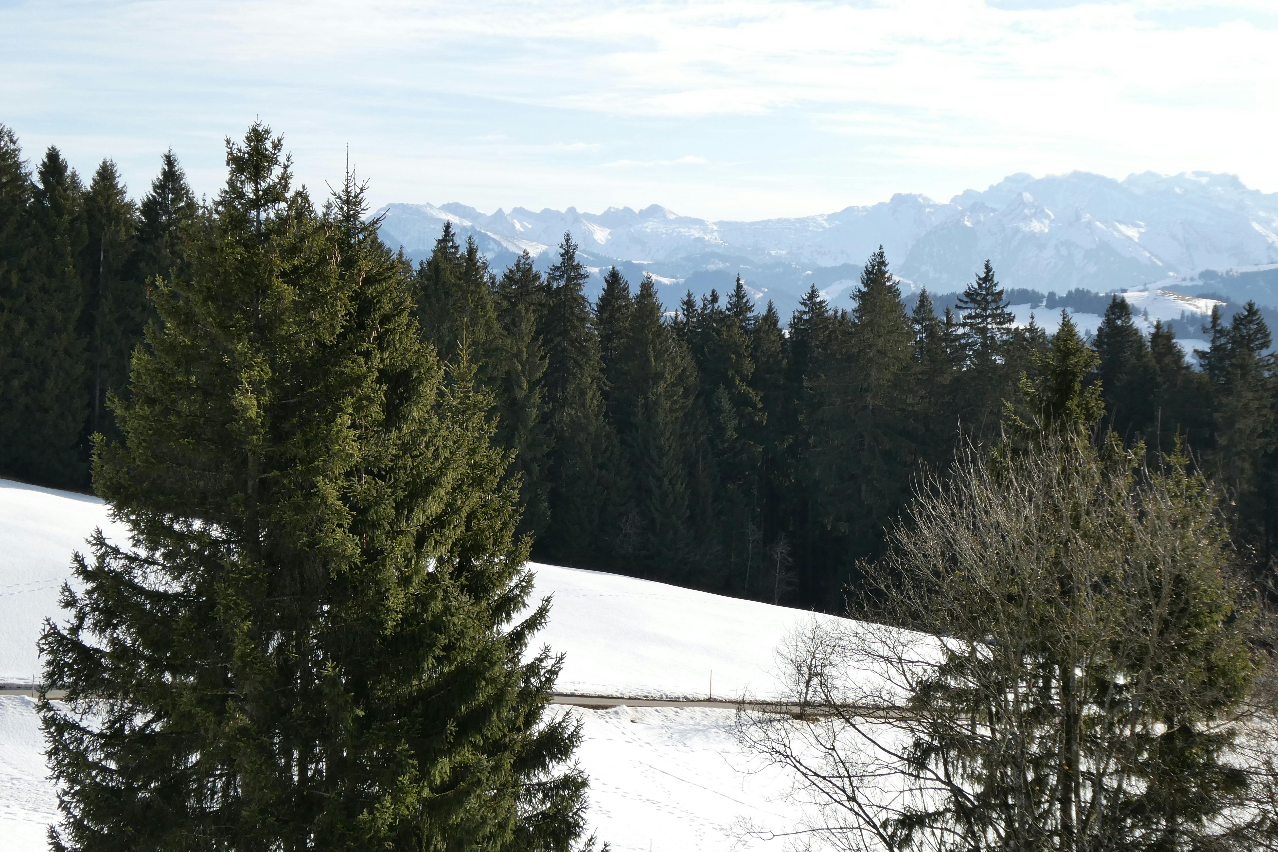 A serene winter landscape featuring snow-covered mountains and evergreen trees under a clear sky.