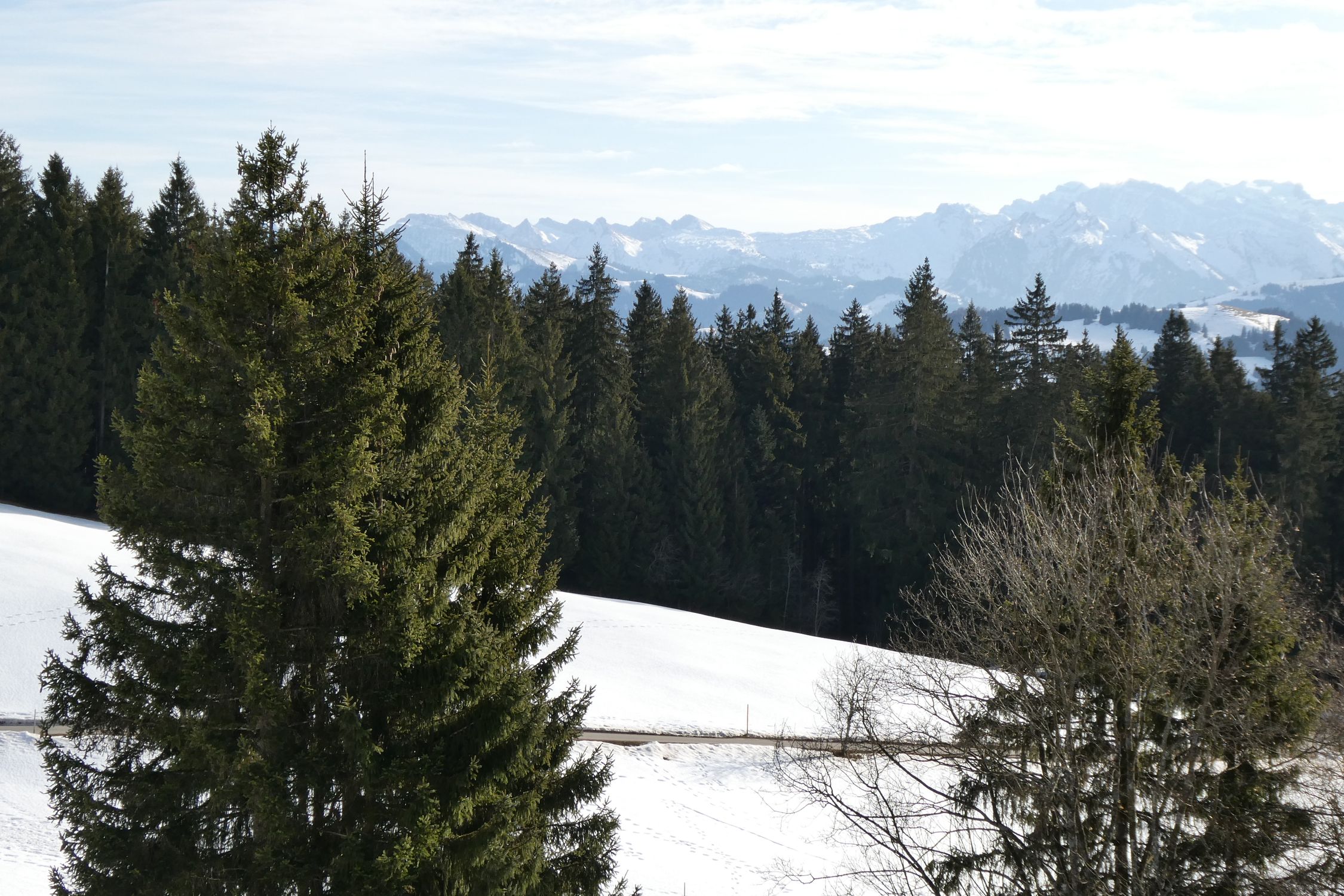 Snowy Mountain Landscape with Pine Trees · Free Stock Photo