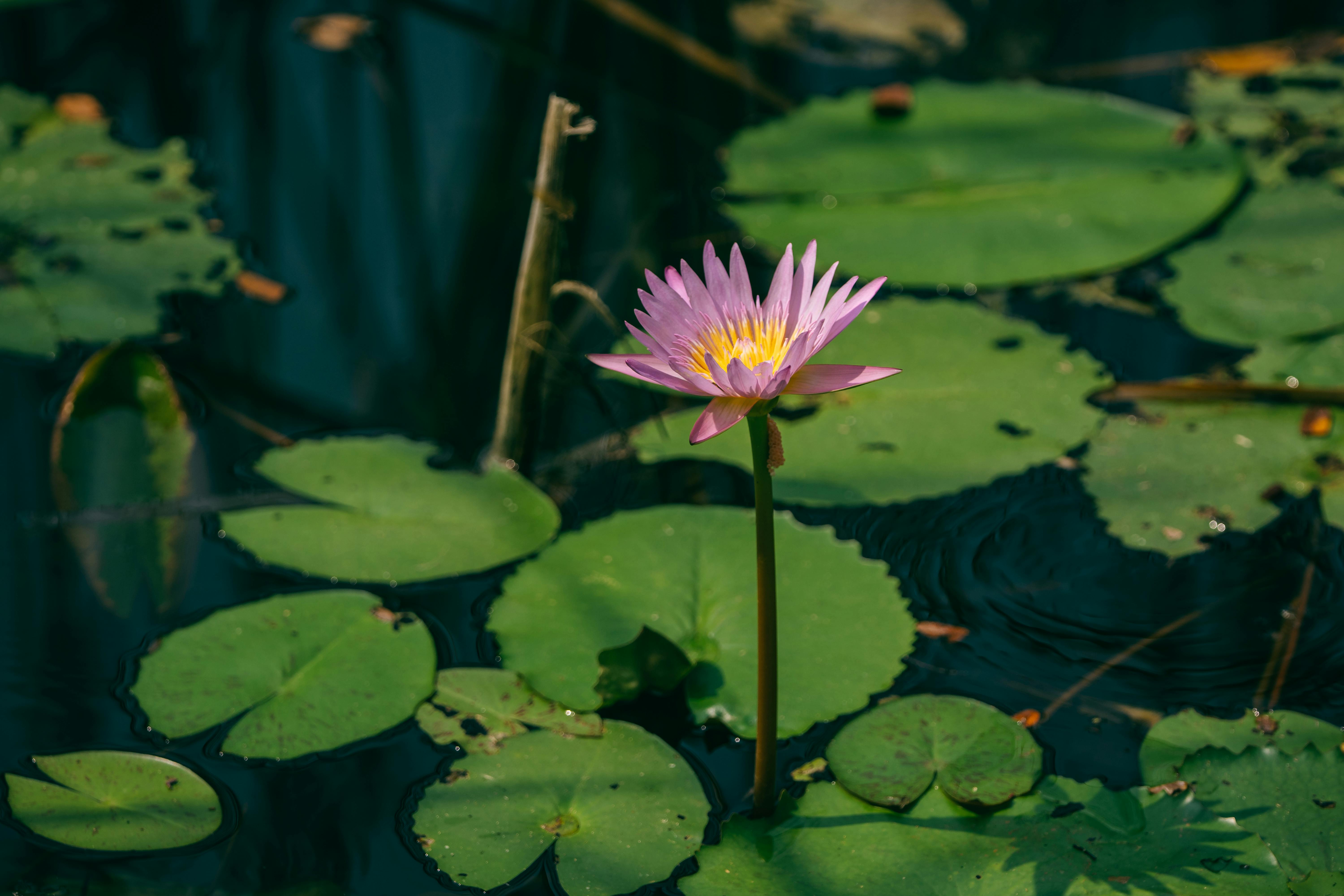 Discover the Benefits of Peace Lilies: Your New Favorite Houseplant for a Fresher Home