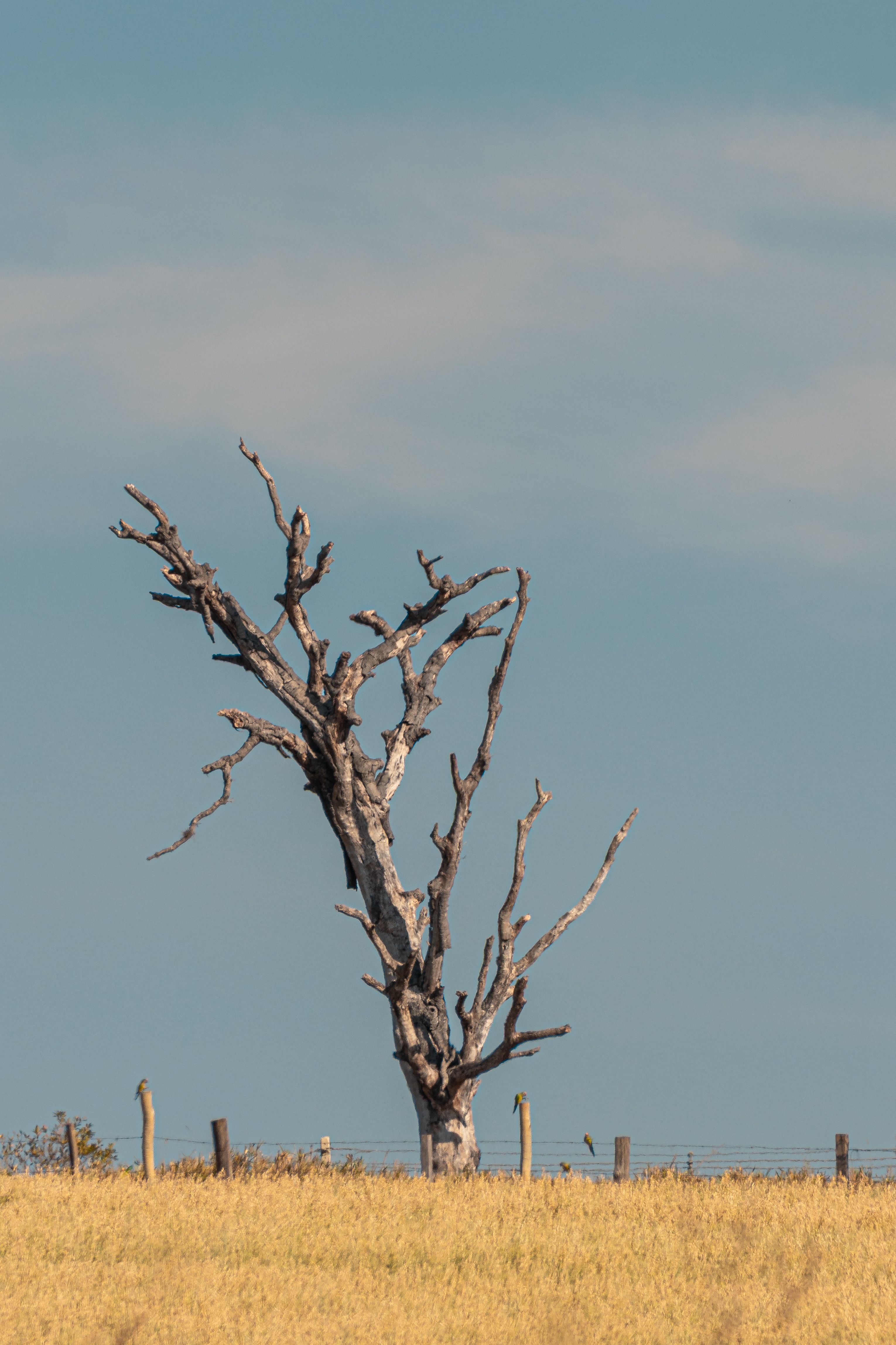 Lonely Tree in Dried Grass Field Under Blue Sky · Free Stock Photo