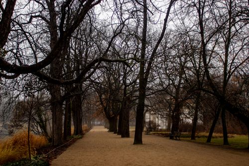 Free Serene view of leafless trees lining a foggy park path, evoking a calm winter atmosphere. Stock Photo
