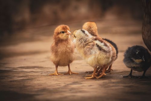 Free A group of fluffy baby chicks standing together on a warm outdoor surface. Stock Photo