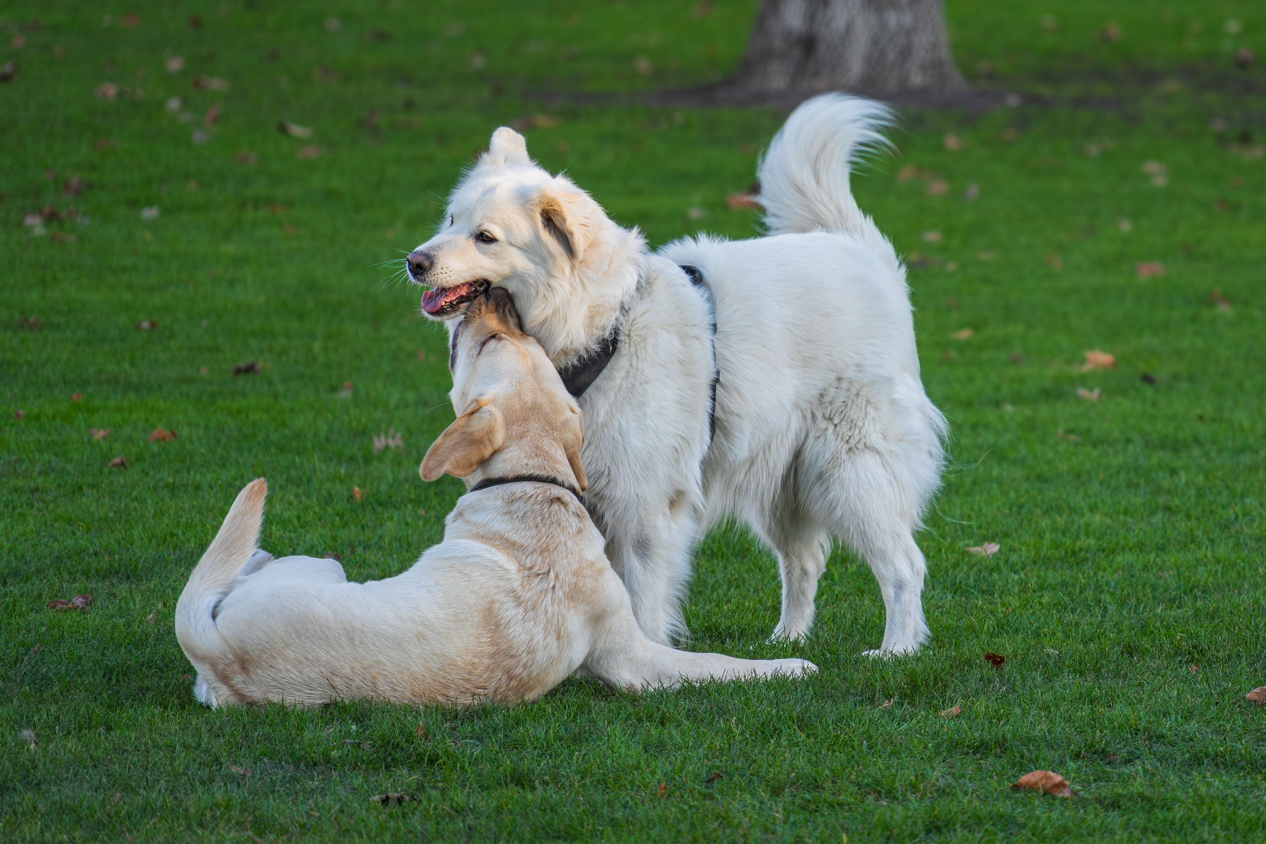 Playful Dogs Enjoying a Sunny Day Outdoors · Free Stock Photo