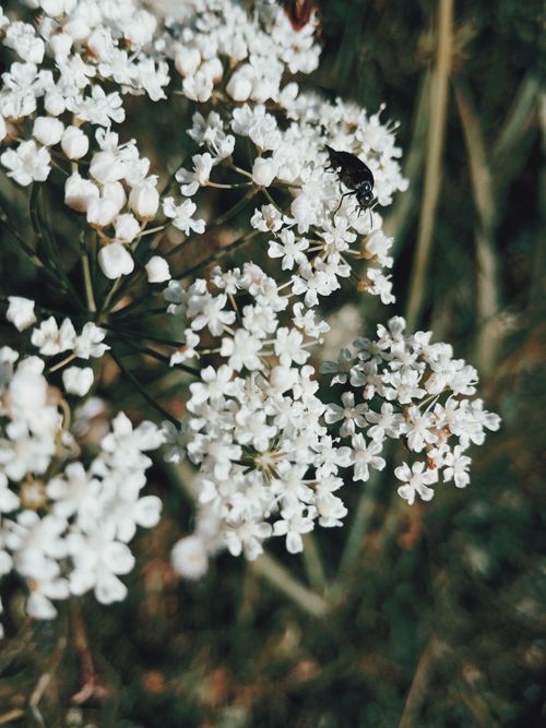 Free Macro shot of white wildflowers with an insect in a natural setting. Stock Photo