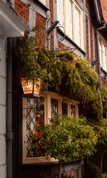 Explore the lush greenery and rustic charm of a historic pub facade in Shrewsbury, England.