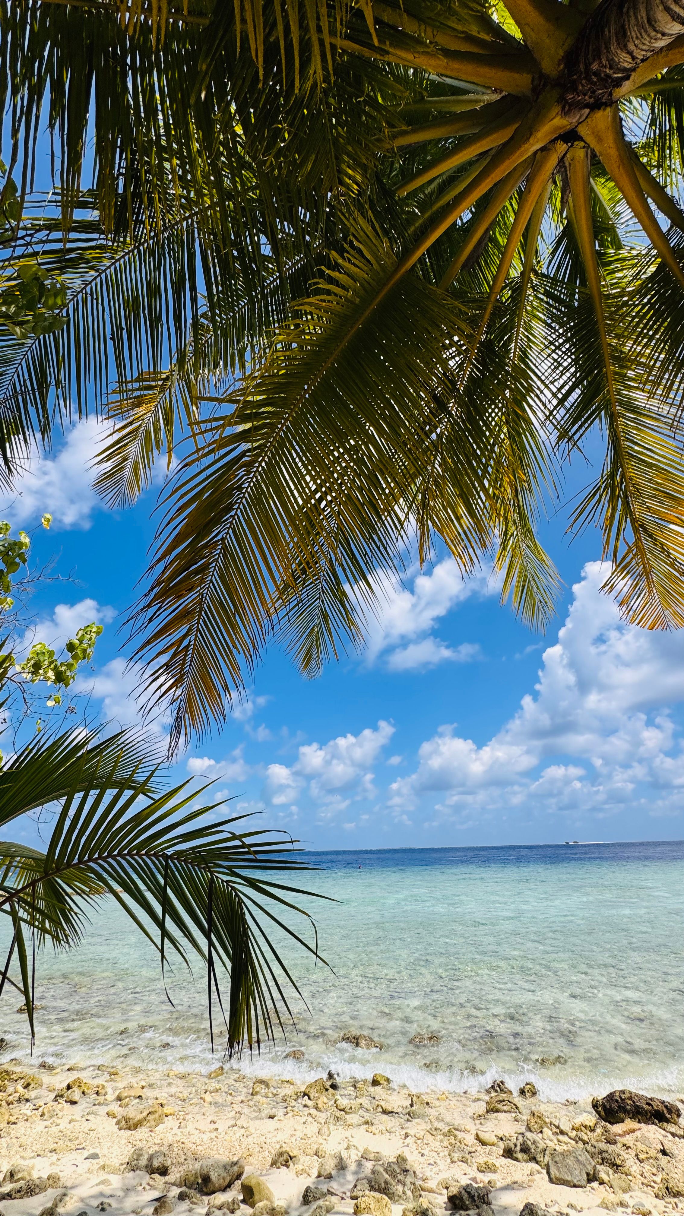 Idyllic tropical beach scene with palm trees and turquoise ocean under a bright blue sky.