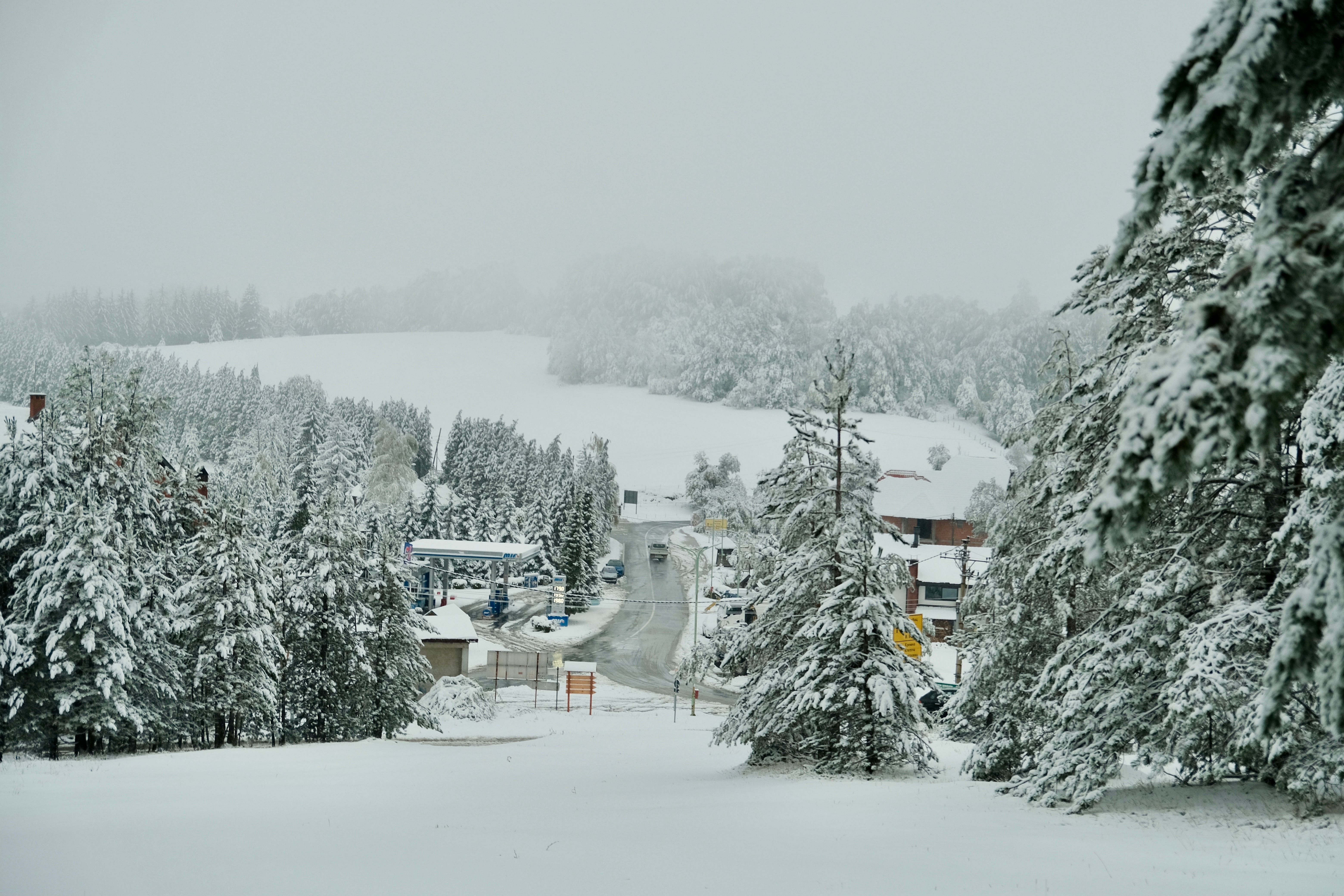 Snow on pine trees near Troodos Square with the Mount Olympus road behind