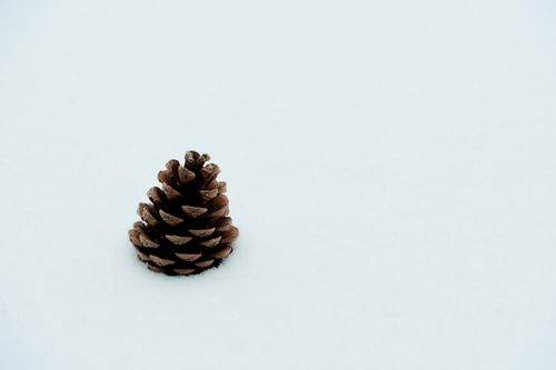 Free Lone pine cone resting on a pristine white snow surface, capturing winter's solitude. Stock Photo