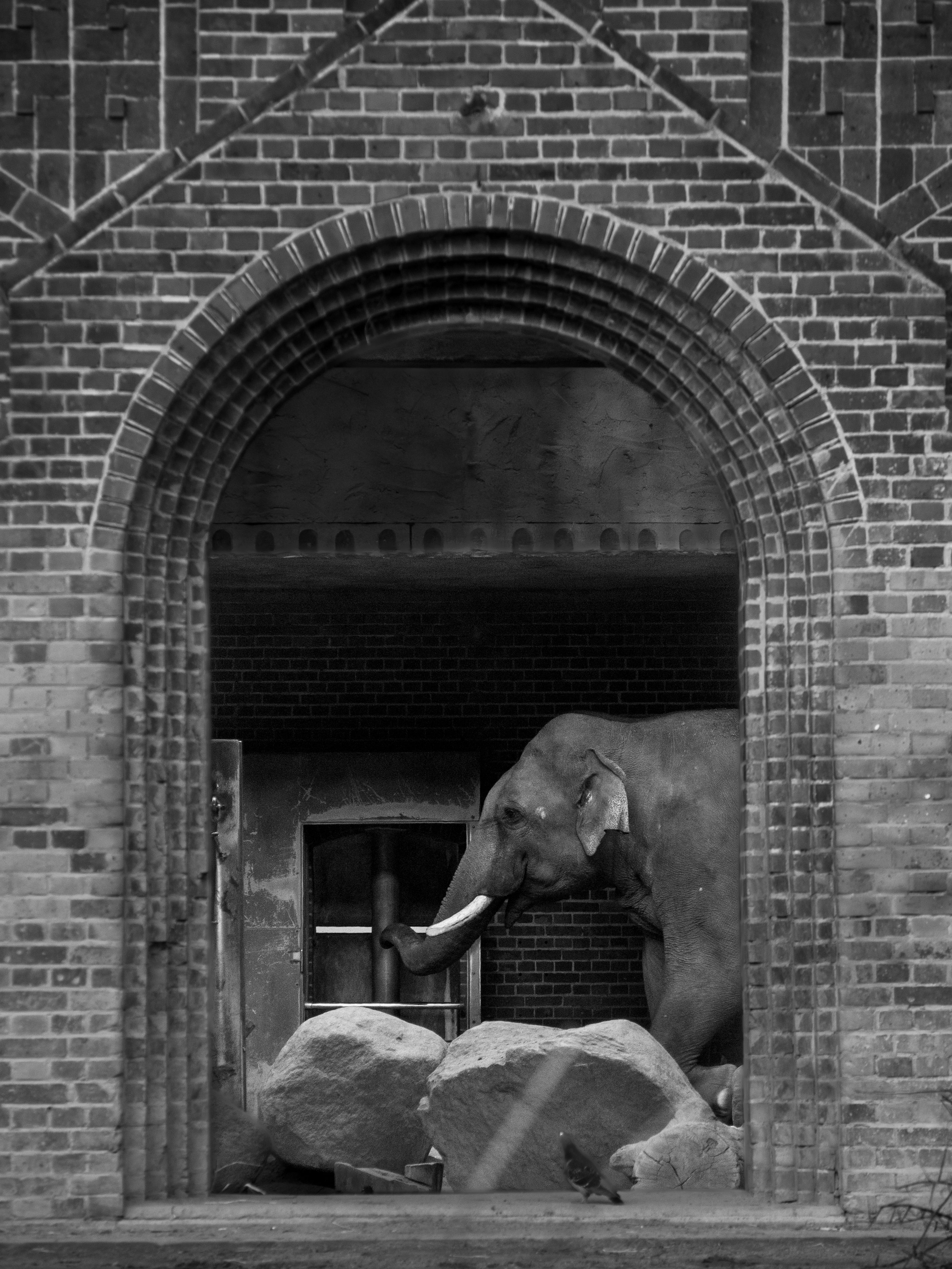 Black and white photo of an elephant framed by a brick archway in an indoor setting.