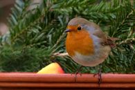 Brown White and Orange Small Bird Perched on Wood Near Pine Tree Leaf