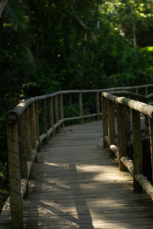 Free A serene wooden walkway winding through a dense, green forest under natural sunlight. Stock Photo