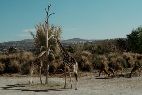 Free A serene scene of giraffes and antelopes grazing in their natural habitat under a clear blue sky. Stock Photo