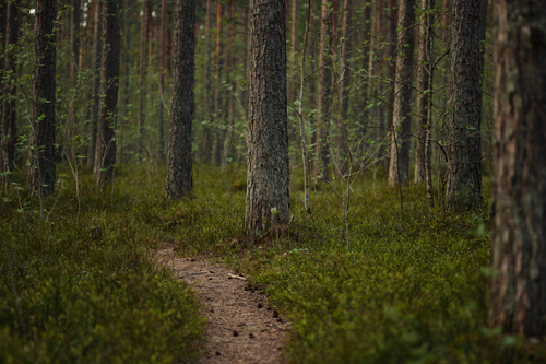 Free A peaceful forest path with lush greenery under tall trees, perfect for nature walks. Stock Photo