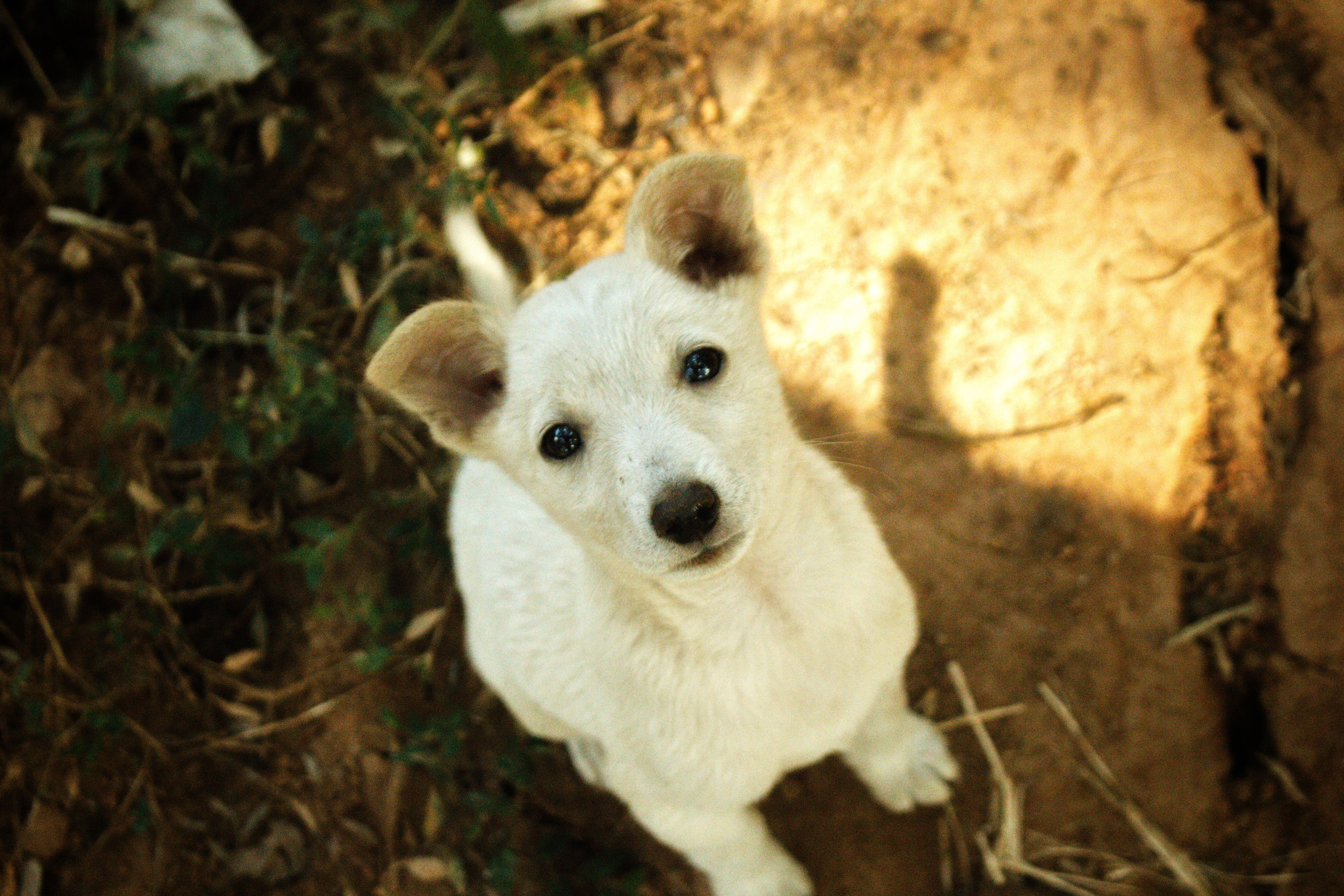 Healthcare and wellness consultation for a dog