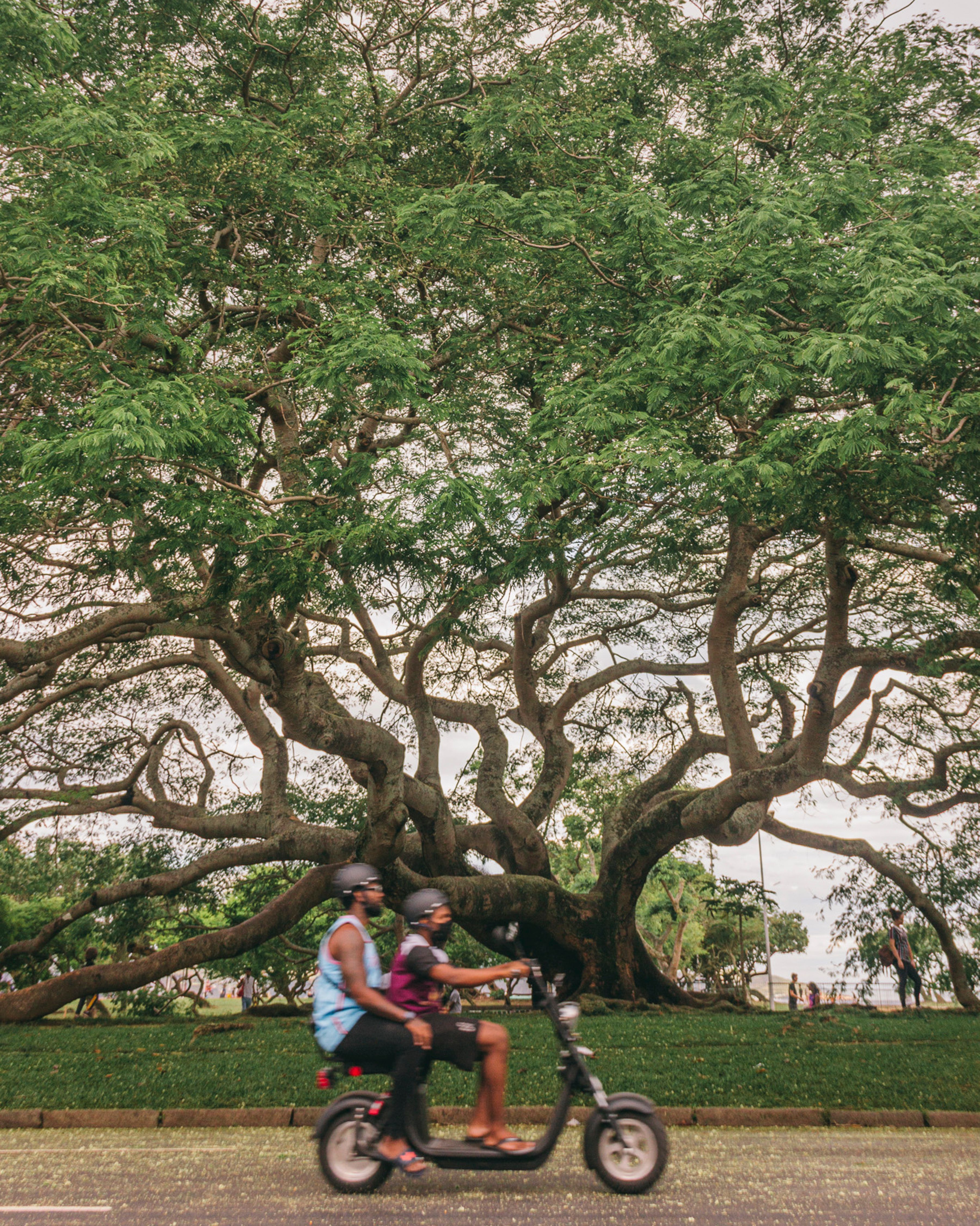 Bicyclists ride by a sprawling tree in Aterro do Flamengo Park, Rio de Janeiro, Brasil.