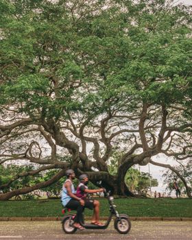 Bicyclists ride by a sprawling tree in Aterro do Flamengo Park, Rio de Janeiro, Brasil.