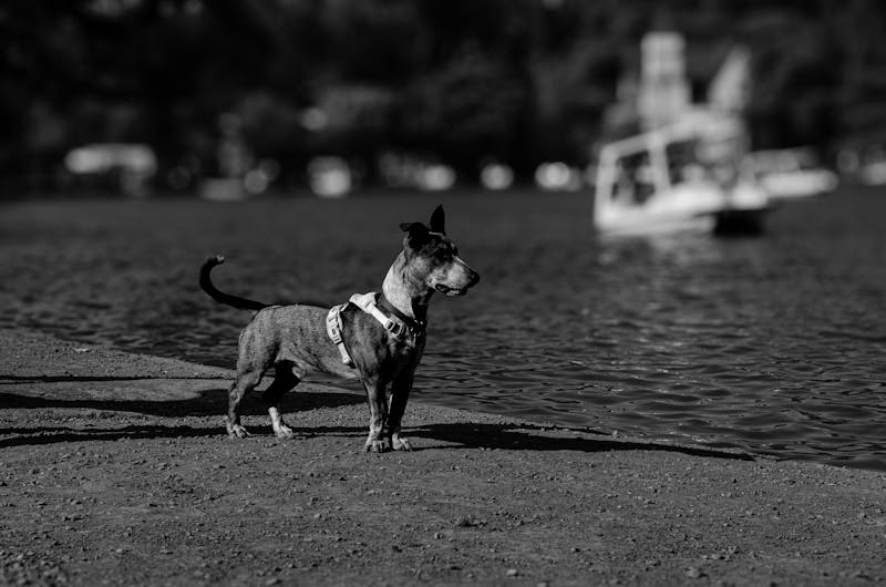 Dogo Argentino - Large Working dog