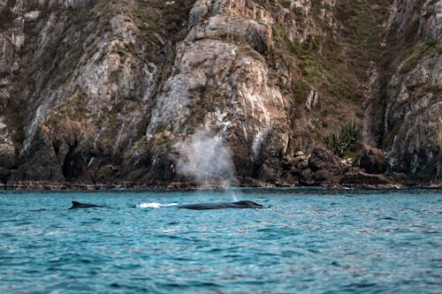 Foto profissional grátis de baleia