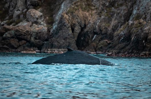 A majestic whale surfacing near rugged rocks along a serene coastline. Perfect for ocean wildlife themes.