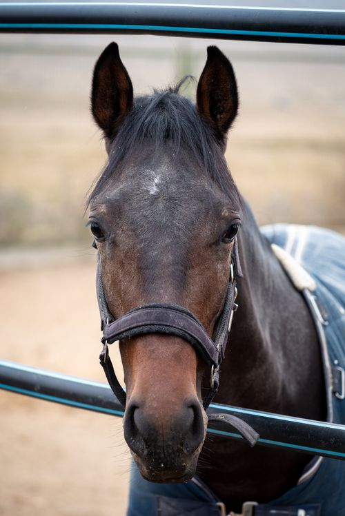 Free Close-up portrait of a bay horse in an outdoor paddock, showcasing its gentle expression with a soft focus background. Stock Photo