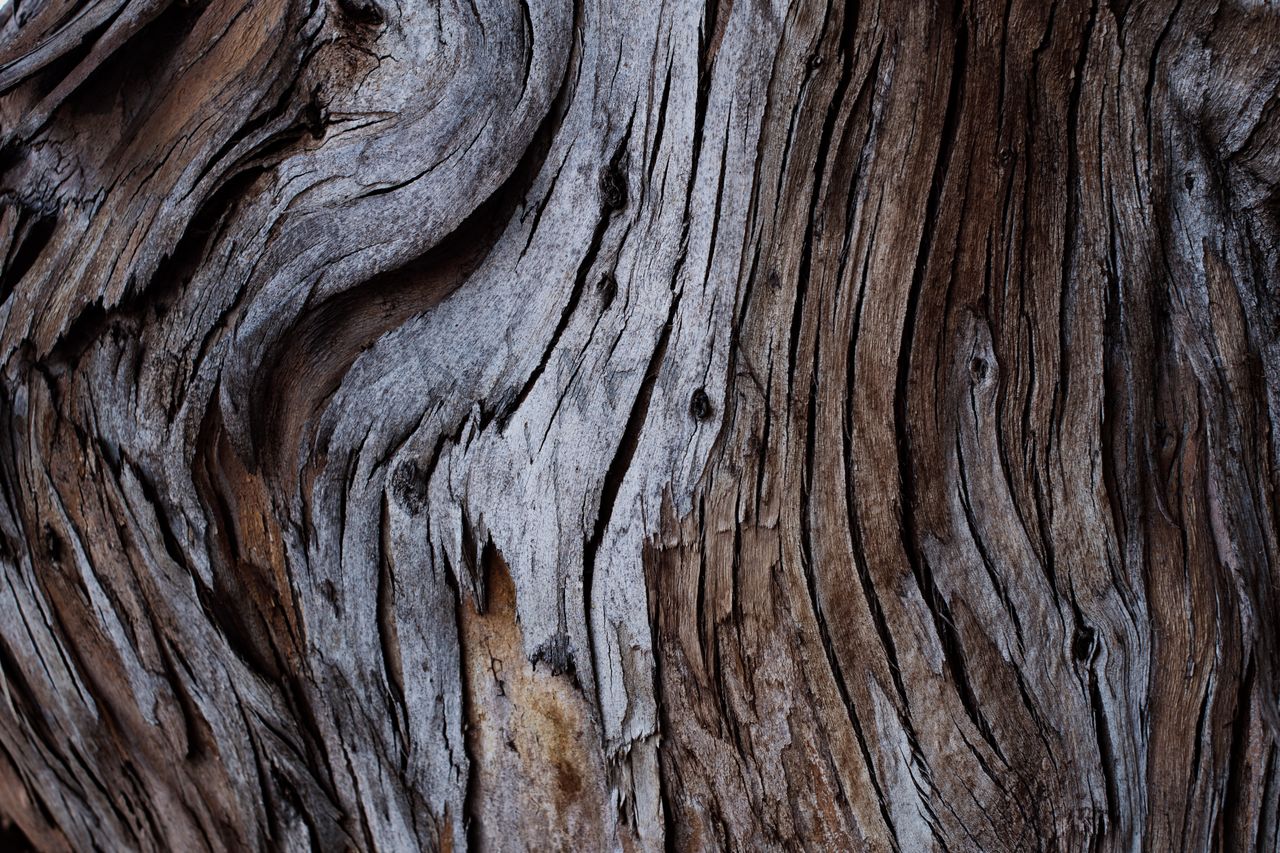 close up of textured tree bark with intricate patterns and earthy tone