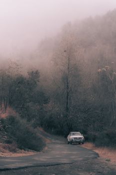 A lone car travels on a foggy winding forest road, enveloped by mist and bare trees.