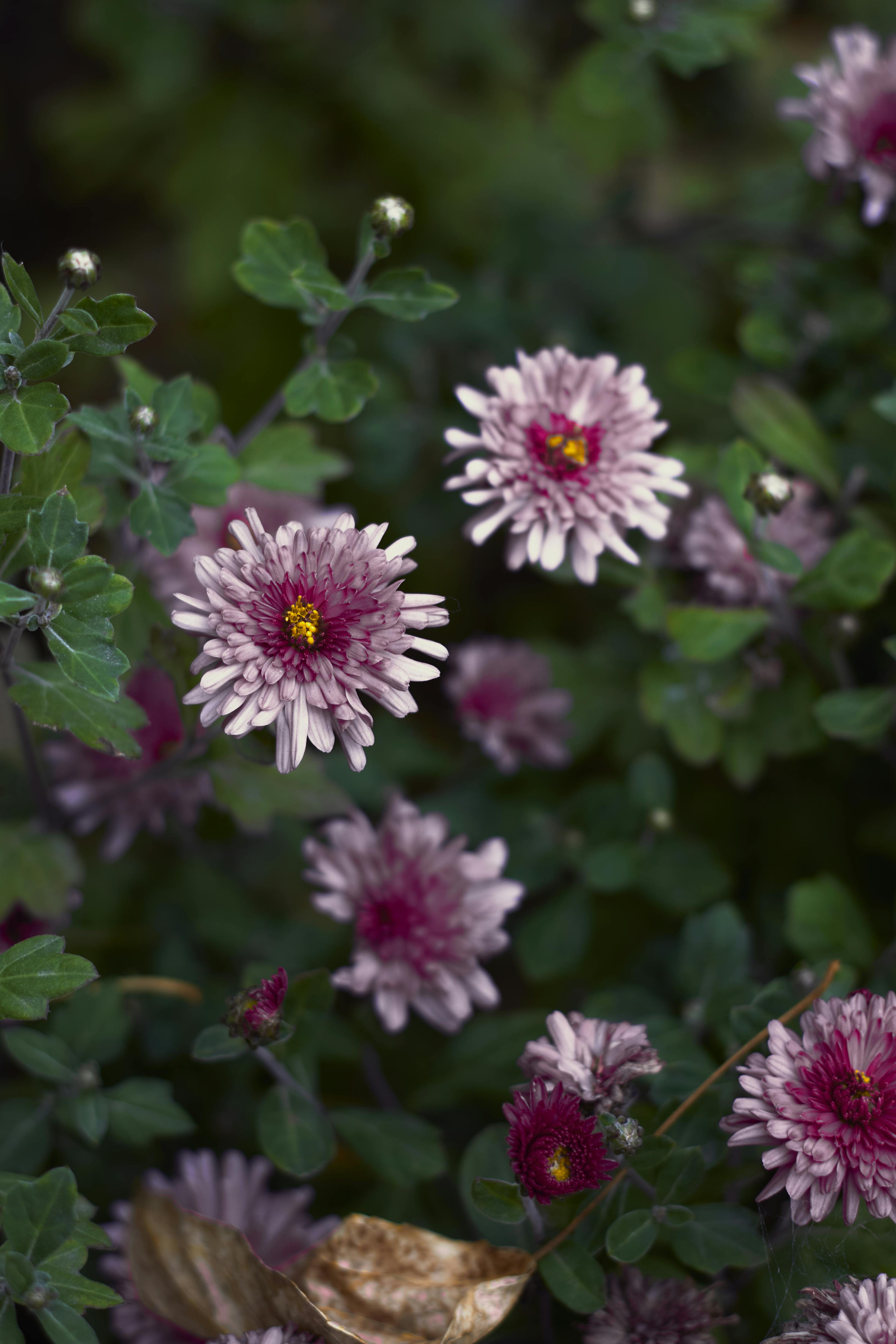 [ColoSach]-close-up-of-vibrant-pink-chrysanthemums-surrounded-by-lush-green-leaves.