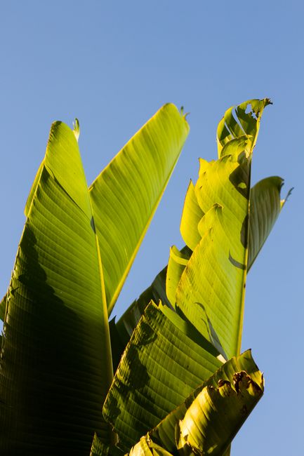 Close-up of lush green banana leaves against a clear blue sky, capturing nature's beauty.