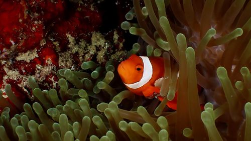 Free Close-up of a clownfish nestled in vibrant sea anemones, showcasing marine life. Stock Photo