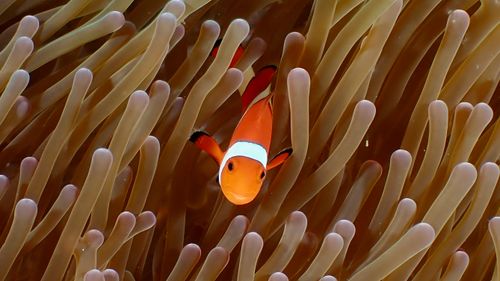 Free Vibrant clownfish nestled within a sea anemone, showcasing underwater beauty. Stock Photo