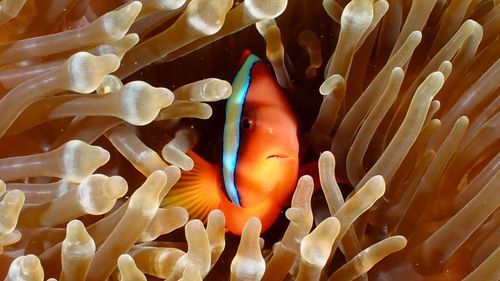 Free Close-up image of a colorful clownfish nestled in an anemone, showcasing vibrant marine life. Stock Photo