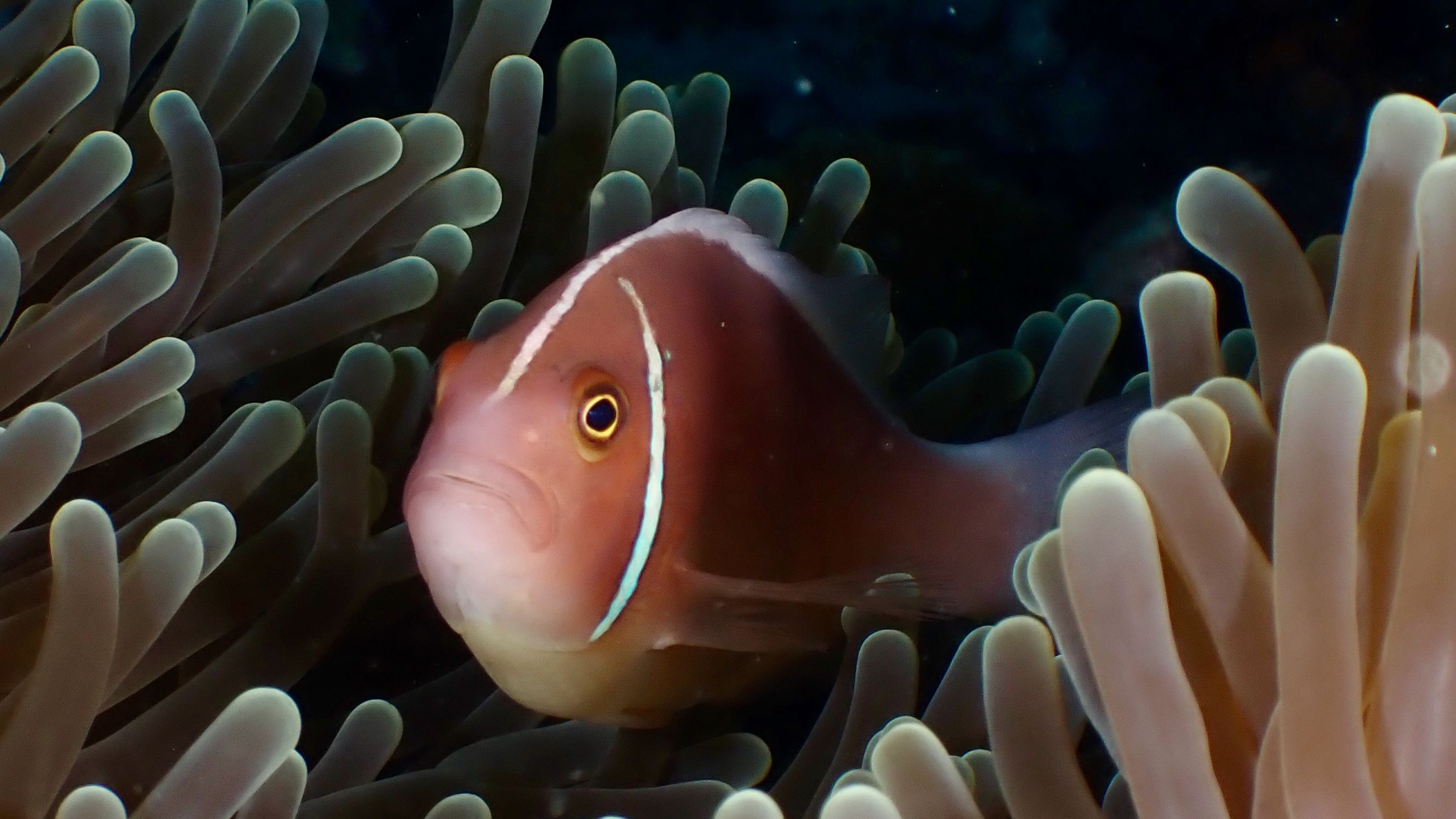 Pink Skunk Clownfish in Coral Reef Habitat · Free Stock Photo