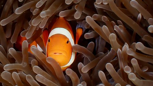 Free A clownfish nestled within a sea anemone, showcasing vibrant marine life. Stock Photo