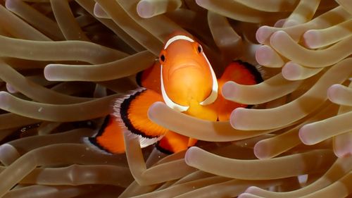 Free A striking ocellaris clownfish nestled within tentacles of tropical sea anemones. Stock Photo