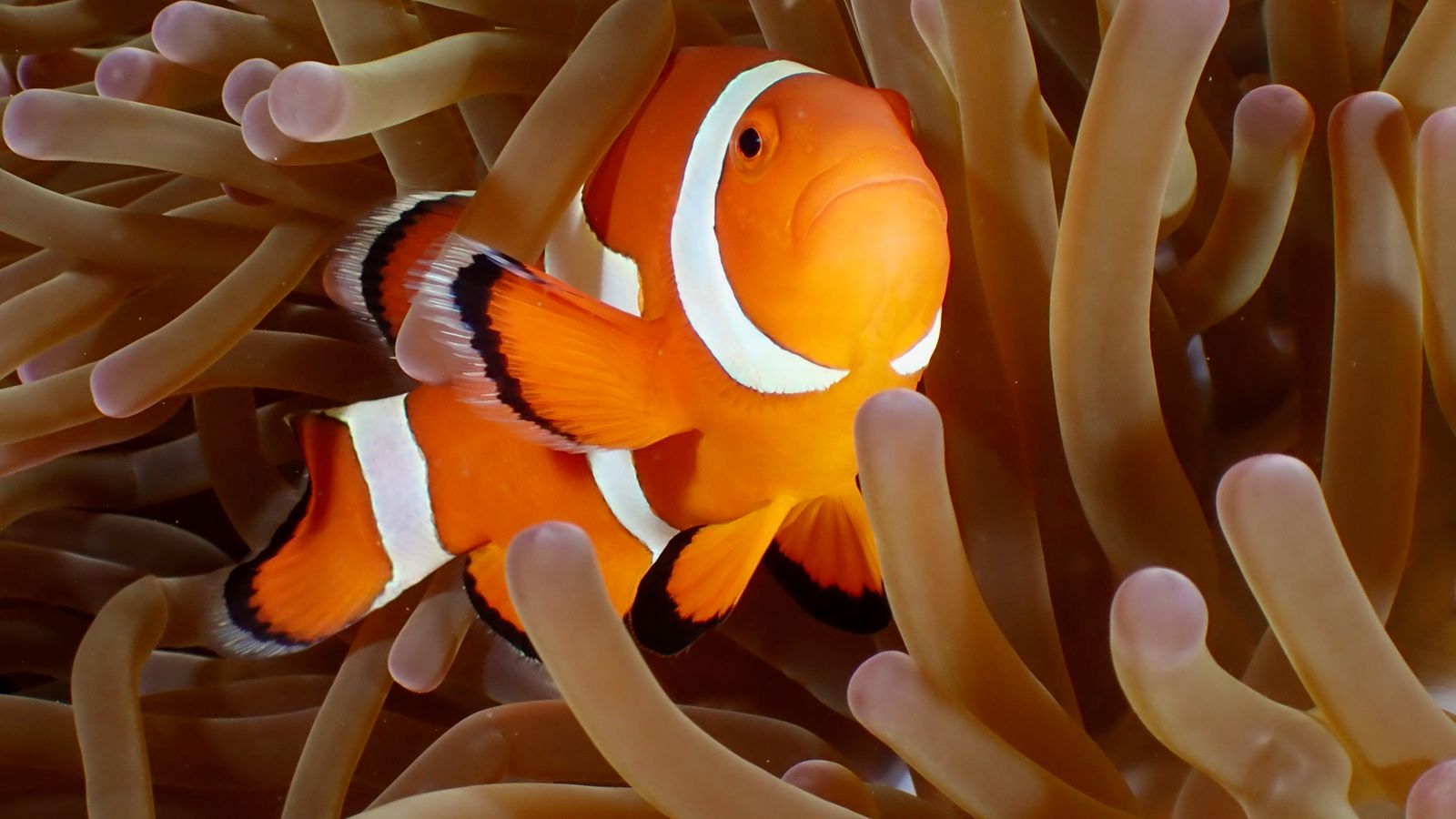 Coral Garden